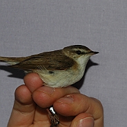 Paddyfield Warbler